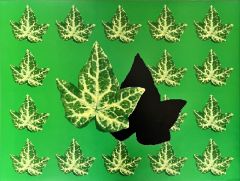 Maple Leaves